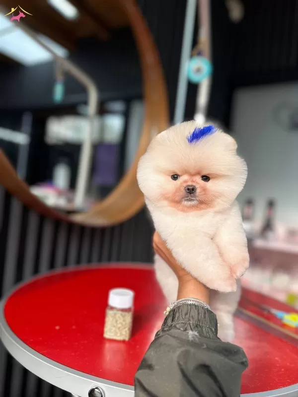 Yuzde Yüz Ayı Surat Ust Kalite Pomeranian Boo