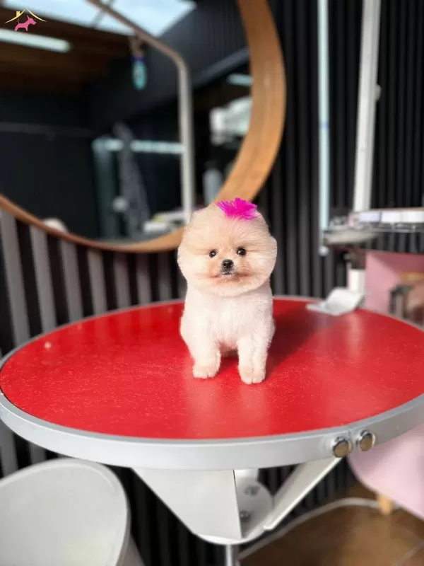 Istanbul Subesinde Ayı Surat Garantili Pomeranian Yavrular