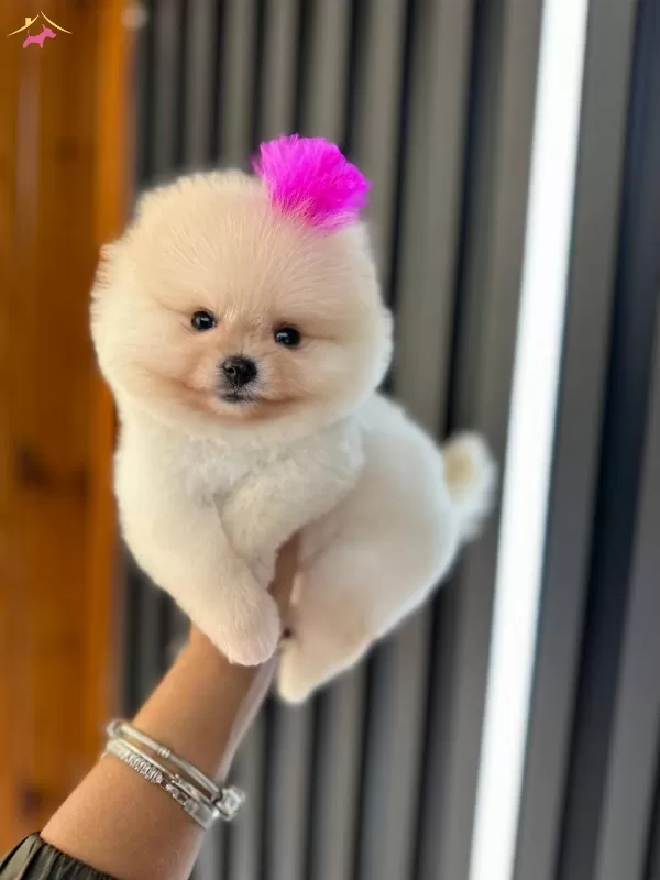 Istanbul Subesinde Ayı Surat Garantili Pomeranian Yavrular