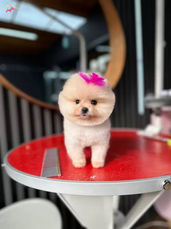 Istanbul Subesinde Ayı Surat Garantili Pomeranian Yavrular
