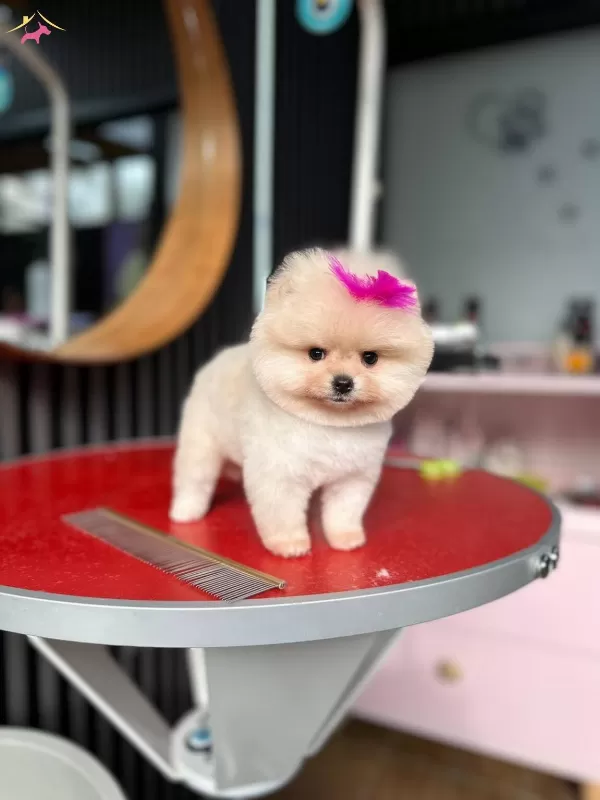 Istanbul Subesinde Ayı Surat Garantili Pomeranian Yavrular