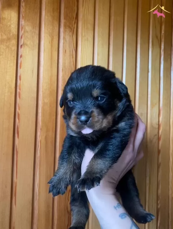 1 5 Aylık Rottweiler Yavruları