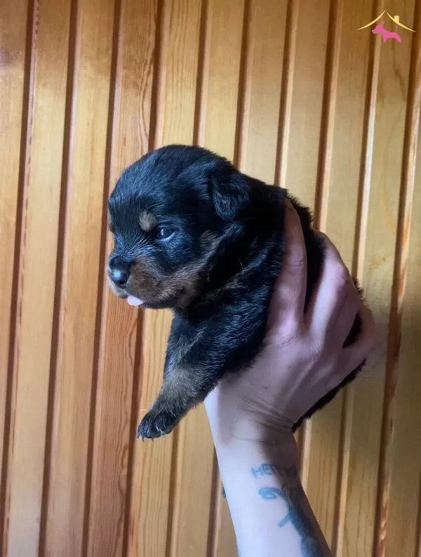 1 5 Aylık Rottweiler Yavruları