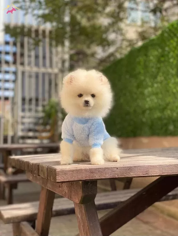 Pomerian Boo Yavrularımız