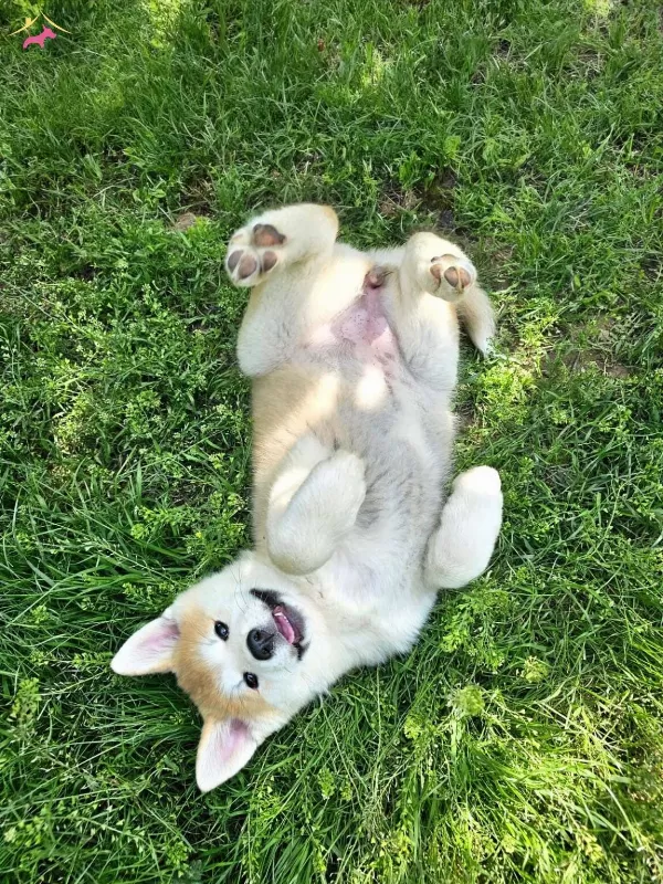 Safkan Akita Aşıları Tam