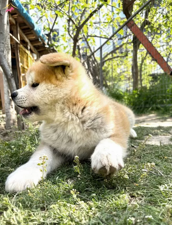 Safkan Akita Aşıları Tam