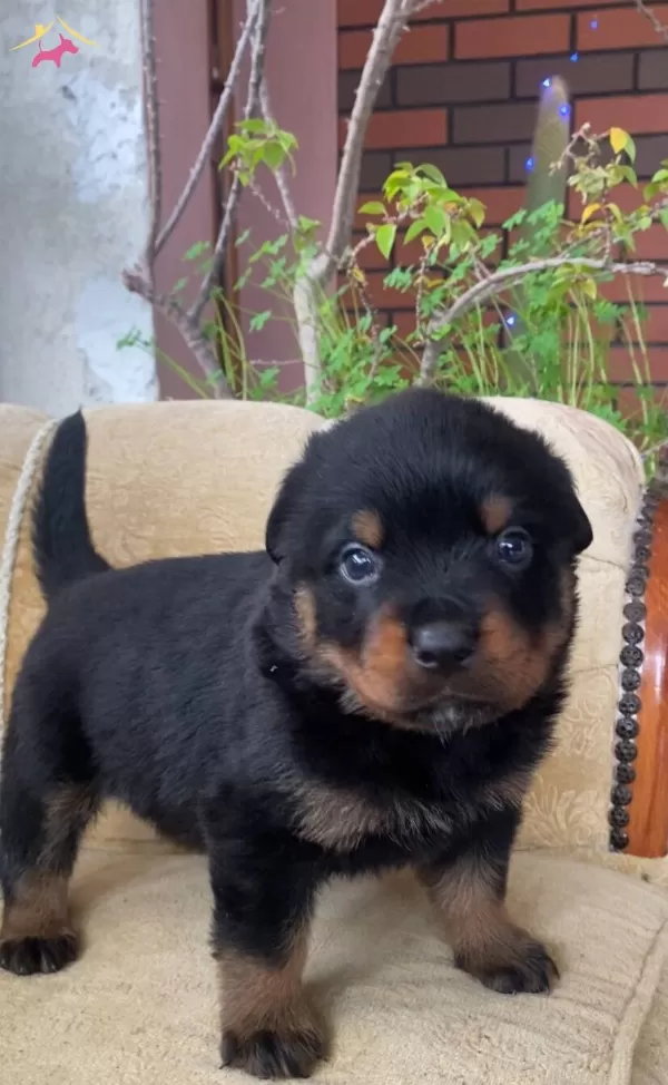 Karakterli Rottweiler Yavruları