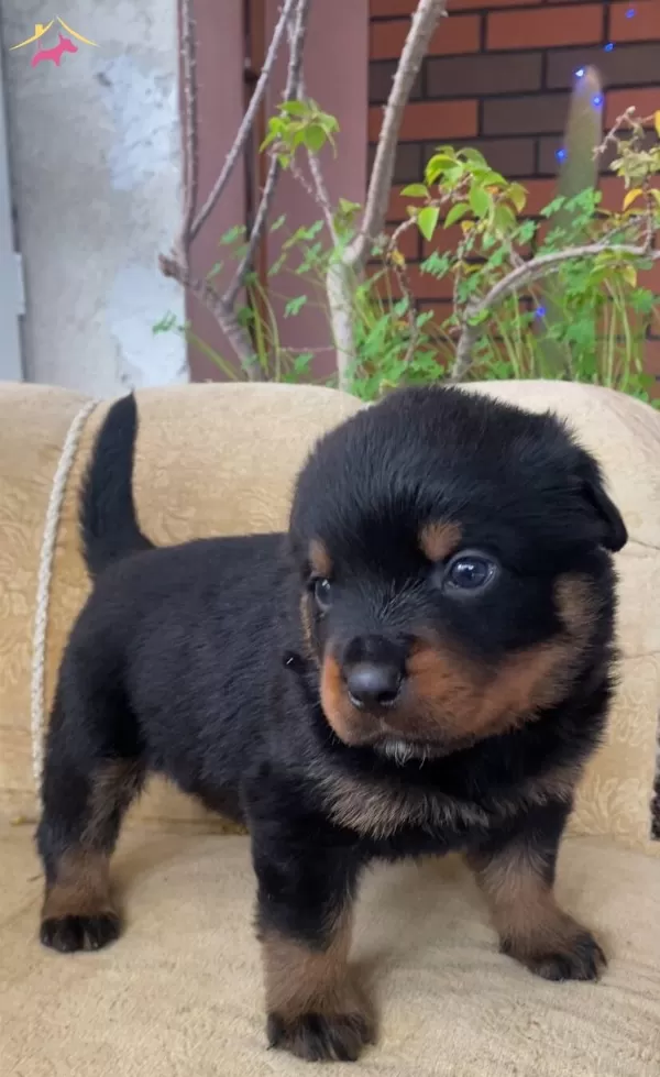 Karakterli Rottweiler Yavruları