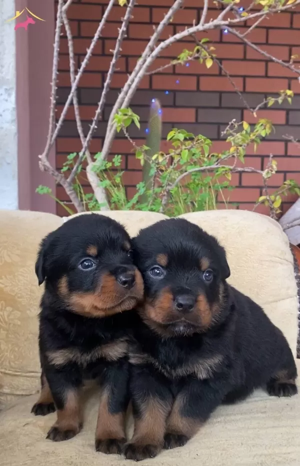 Karakterli Rottweiler Yavruları