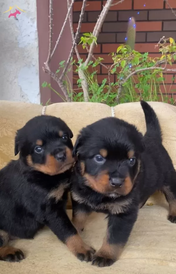 Karakterli Rottweiler Yavruları
