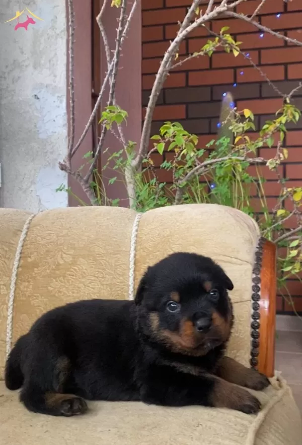 Karakterli Rottweiler Yavruları