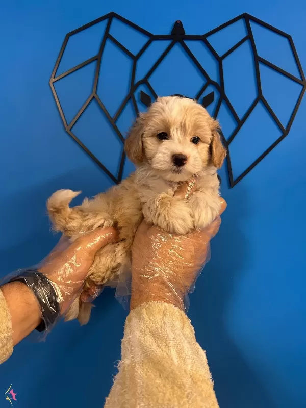 Irk Garantili Gerçek Maltipoo Bebekler