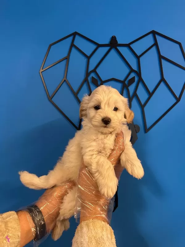 Irk Garantili Gerçek Maltipoo Bebekler