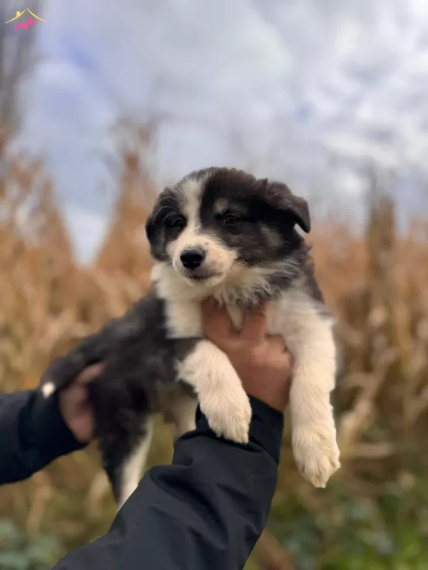 Dunyanın En Zeki Irkı Border Collie Yavrularımız