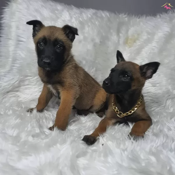 Irk Garantili Belçika Malinois Yavrularımiz...