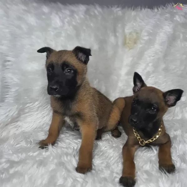 Irk Garantili Belçika Malinois Yavrularımiz...
