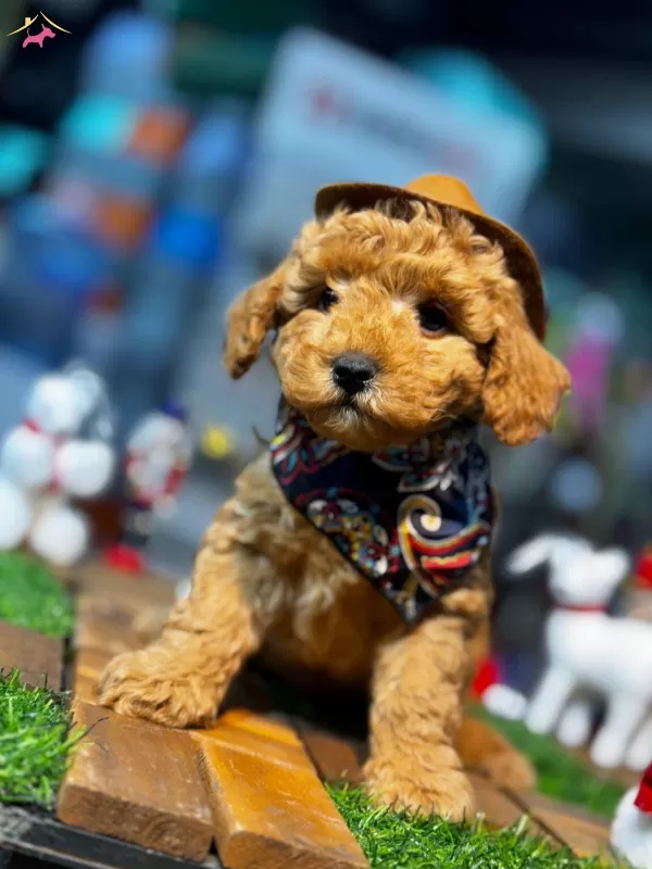 Yuksek Kaliteli Poodle Yavrularımiz
