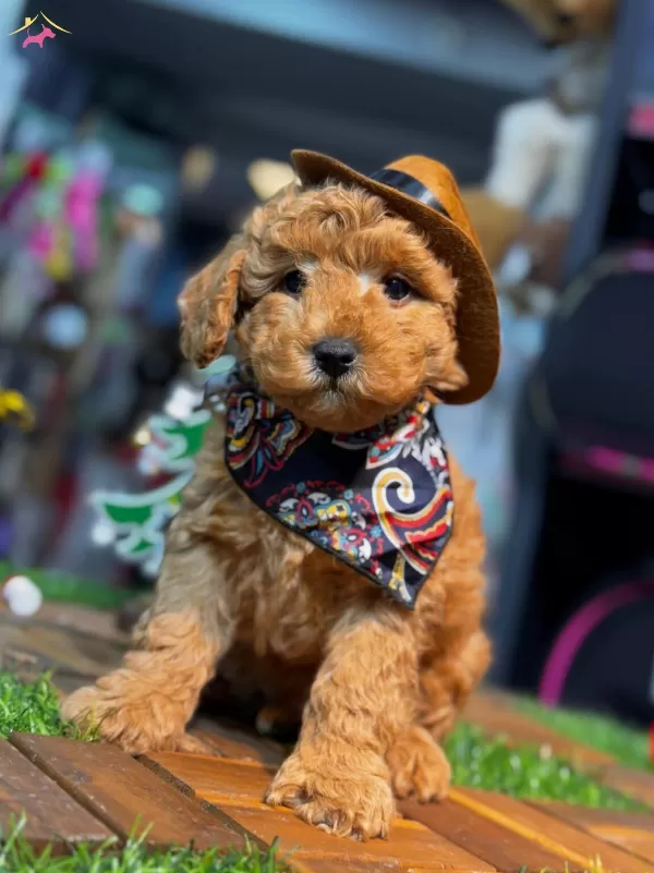 Yuksek Kaliteli Poodle Yavrularımiz