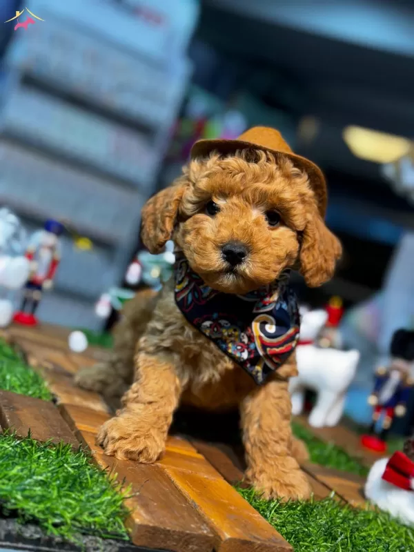 Yuksek Kaliteli Poodle Yavrularımiz