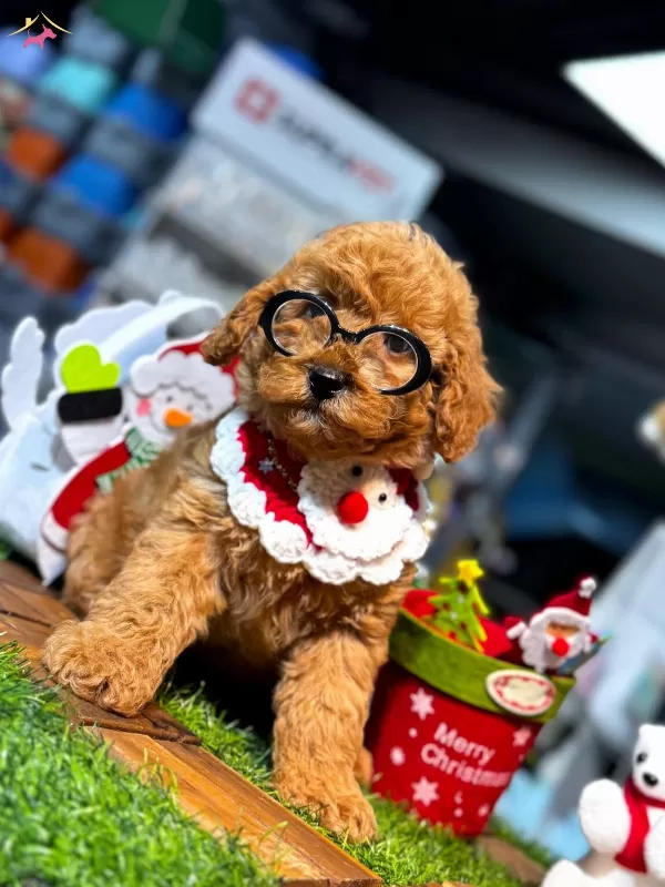 Yuksek Kaliteli Poodle Yavrularımiz