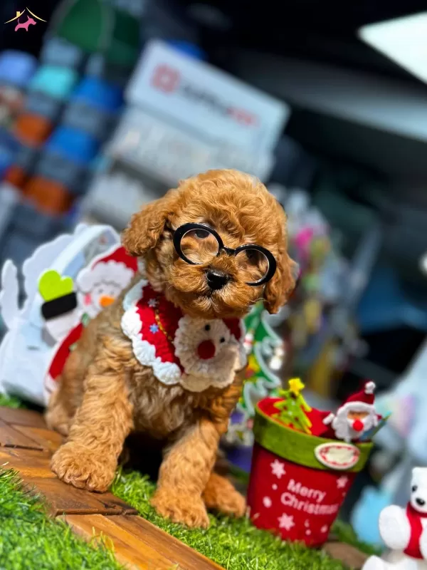 Yuksek Kaliteli Poodle Yavrularımiz