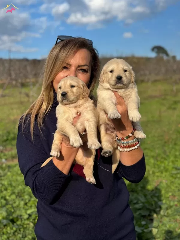 Muhteşem Bebek yüzlü Golden Retriever Yavrularımız