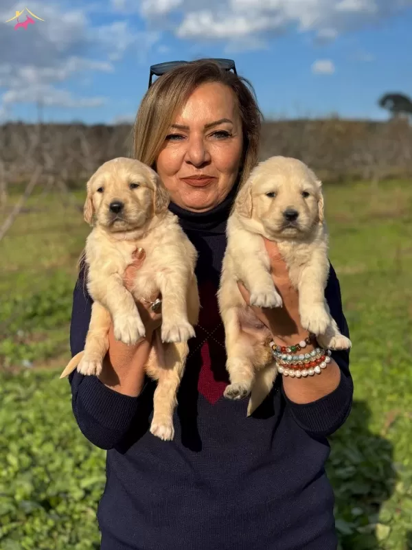 Muhteşem Bebek yüzlü Golden Retriever Yavrularımız