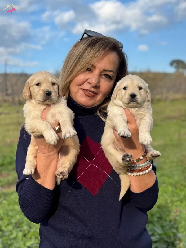 Muhteşem Bebek yüzlü Golden Retriever Yavrularımız