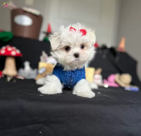 Kore Kan Orijinal Maltese