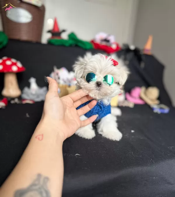 Kore Kan Orijinal Maltese
