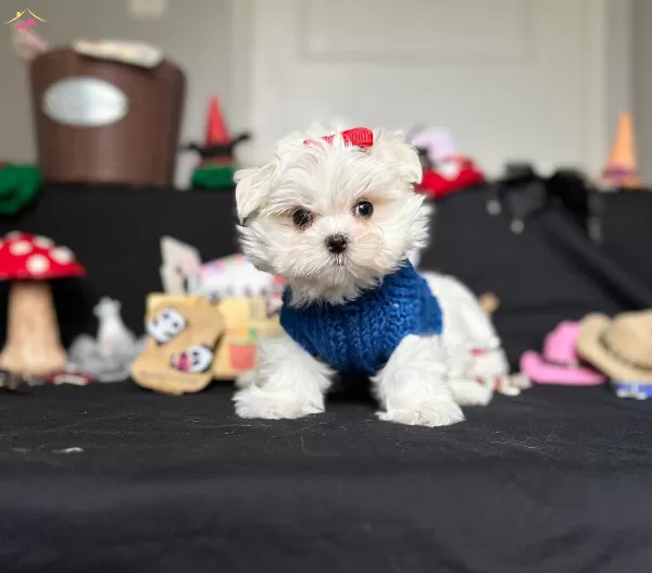 Kore Kan Orijinal Maltese