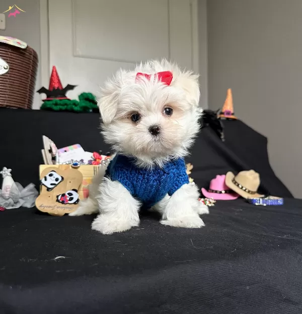 Kore Kan Orijinal Maltese