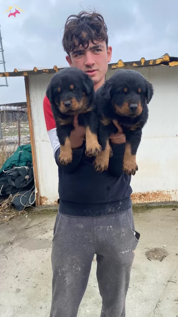A Kalite Koca Kafa Rottweiler Yavruları