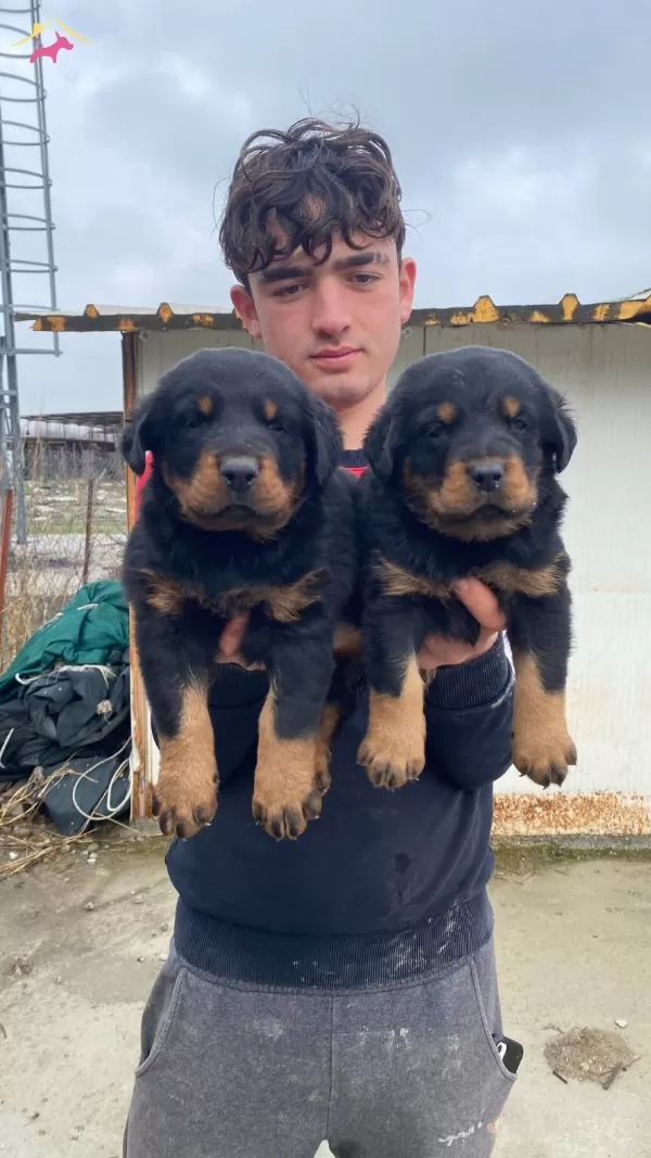 A Kalite Koca Kafa Rottweiler Yavruları
