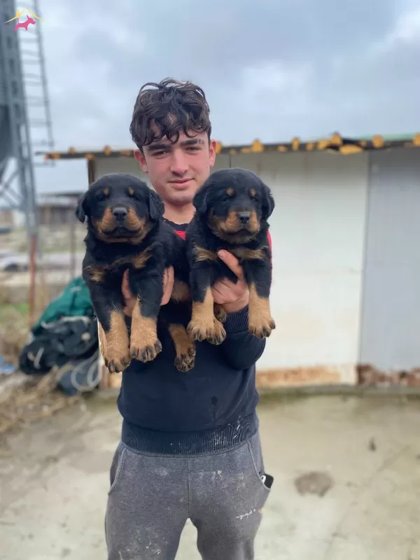 A Kalite Koca Kafa Rottweiler Yavruları