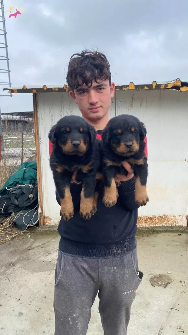 A Kalite Koca Kafa Rottweiler Yavruları