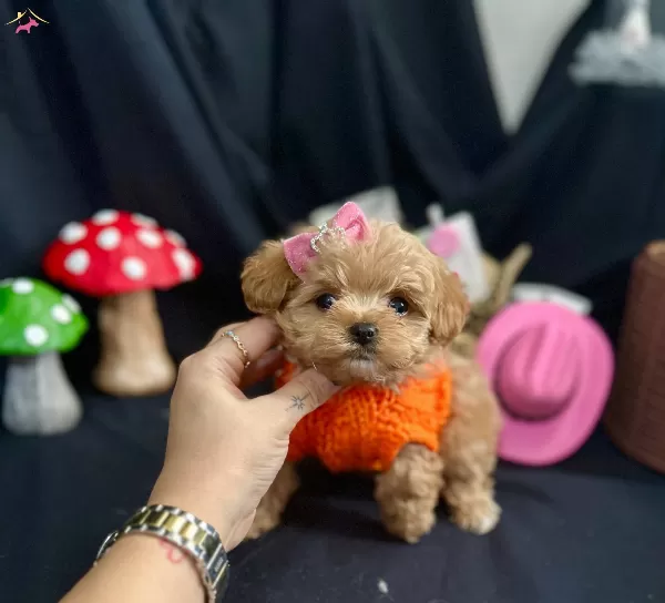Kore Anne Babadan Maltipoo Bebekler