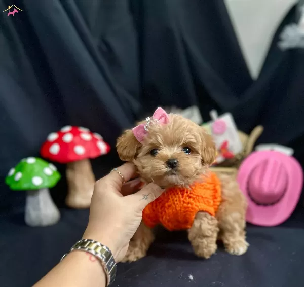 Kore Anne Babadan Maltipoo Bebekler