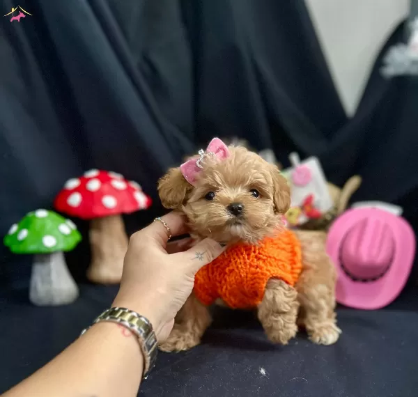 Kore Anne Babadan Maltipoo Bebekler