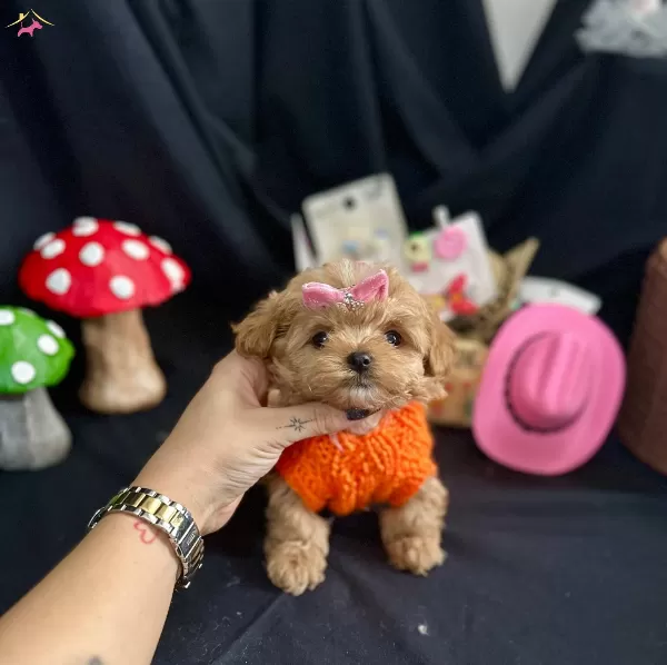 Kore Anne Babadan Maltipoo Bebekler