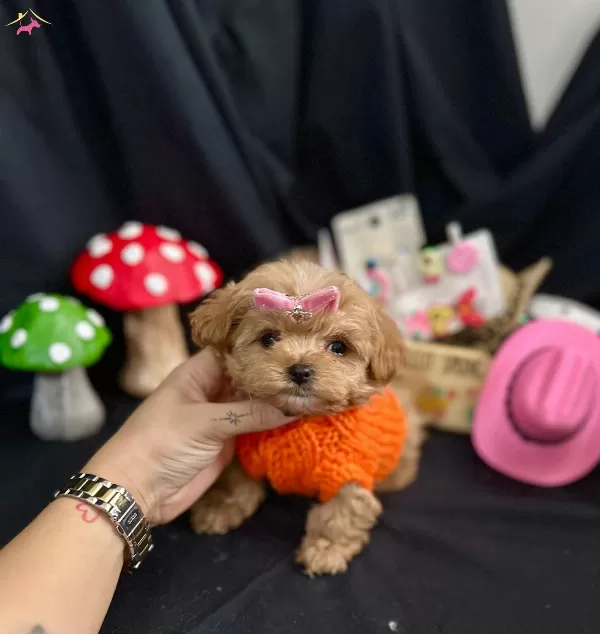 Kore Anne Babadan Maltipoo Bebekler