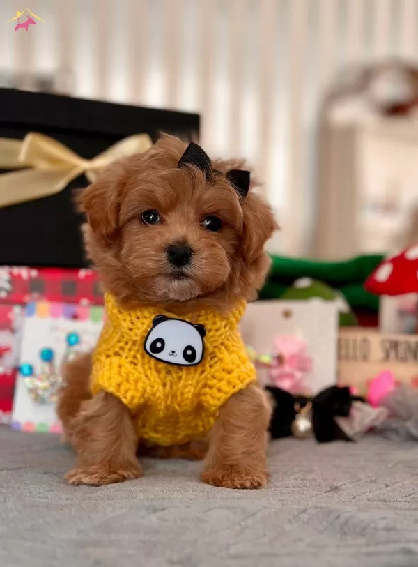 Dizayn Irk Maltipoo güzel Bebeklerim