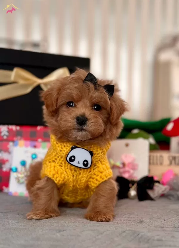 Dizayn Irk Maltipoo güzel Bebeklerim