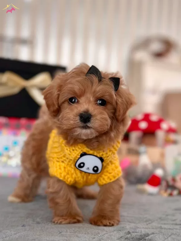 Dizayn Irk Maltipoo güzel Bebeklerim