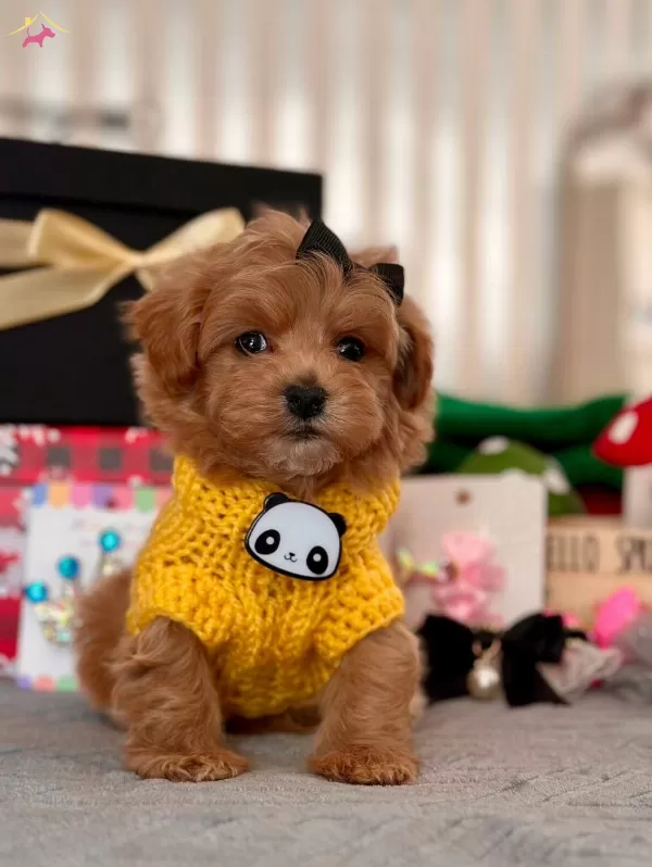 Dizayn Irk Maltipoo güzel Bebeklerim