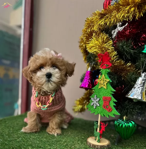 Ufacık Sevimli Maltipoo Bebeklerimiz