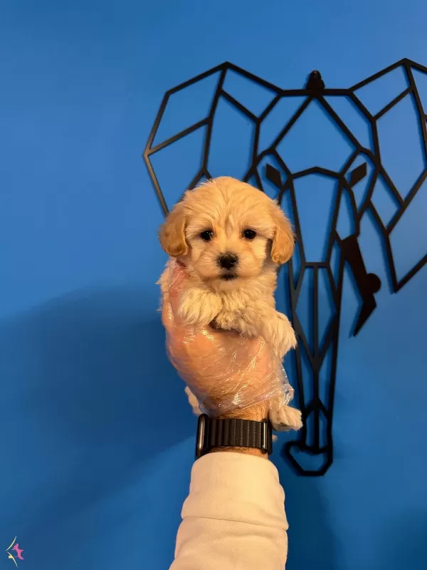 Cok Ozel Maltipoo Bebeklerimiz
