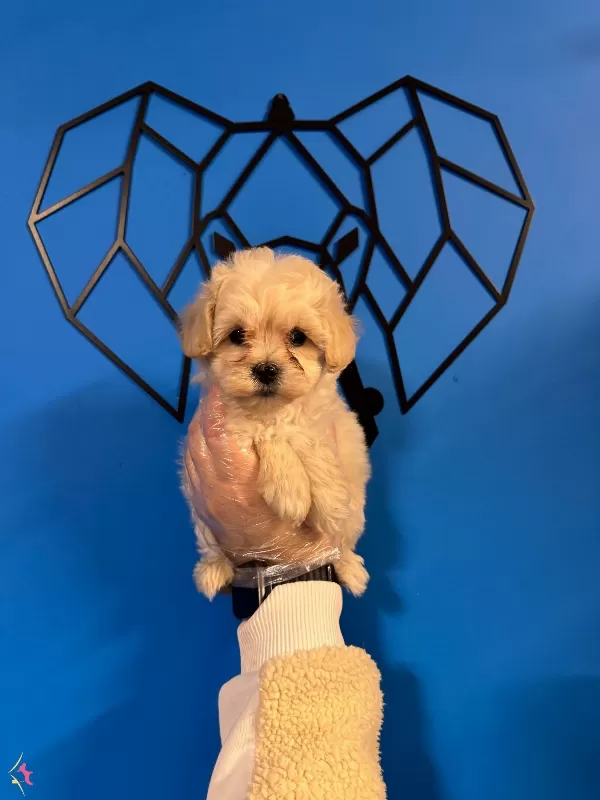 Cok Ozel Maltipoo Bebeklerimiz