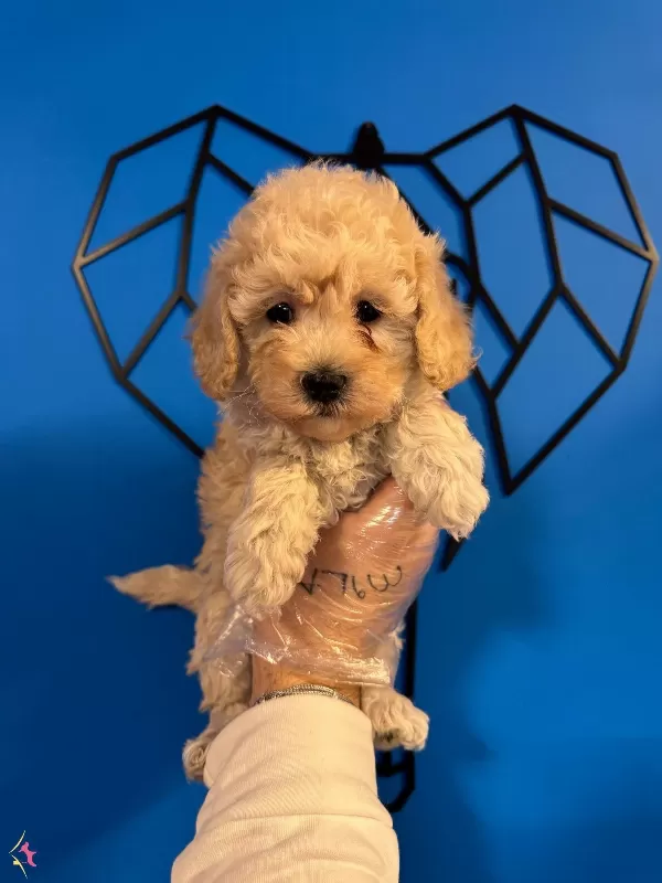 Cok Ozel Maltipoo Bebeklerimiz