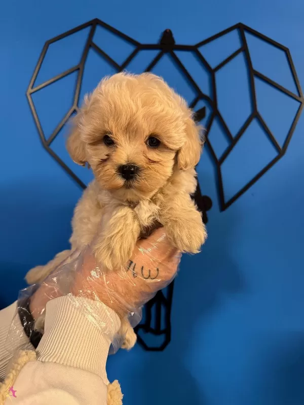 Cok Ozel Maltipoo Bebeklerimiz